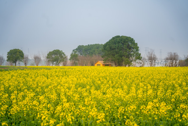 武汉东湖油菜花花海