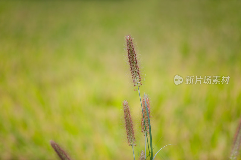 野生的狼尾草绿化观赏植物