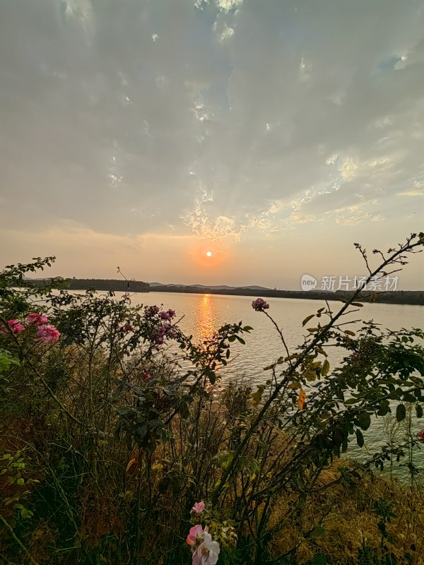 日落时分的湖边花丛美景