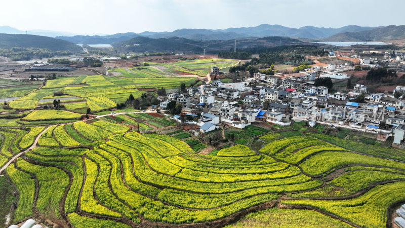 油菜花绘就田园美景