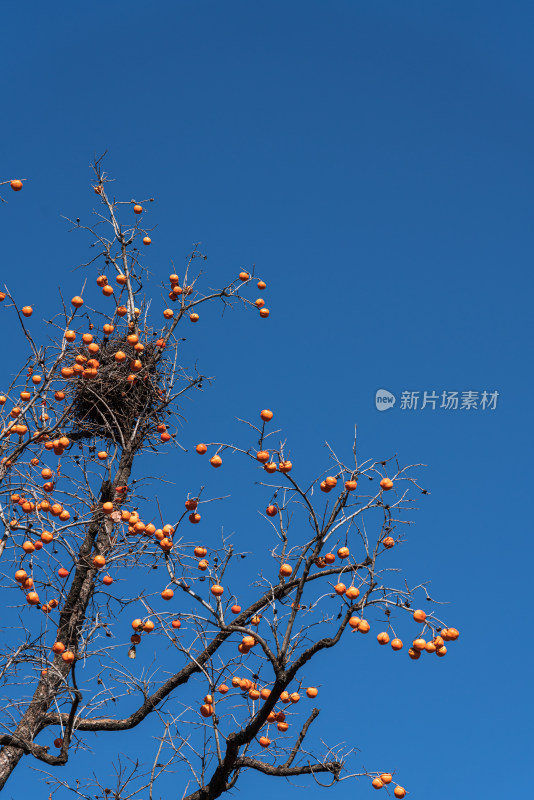 晴朗天空下挂满果实的柿子树