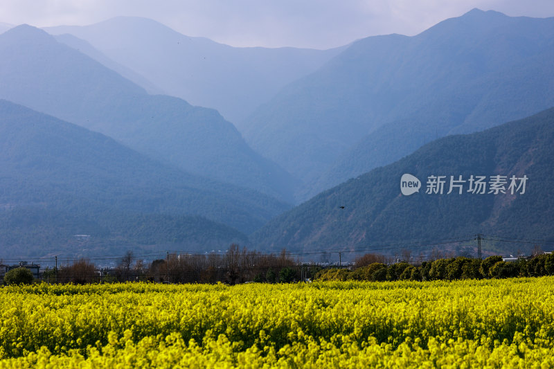 油菜花田映衬下的连绵山脉风景