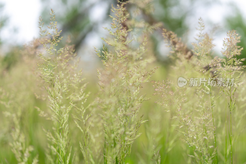 雨中草特写