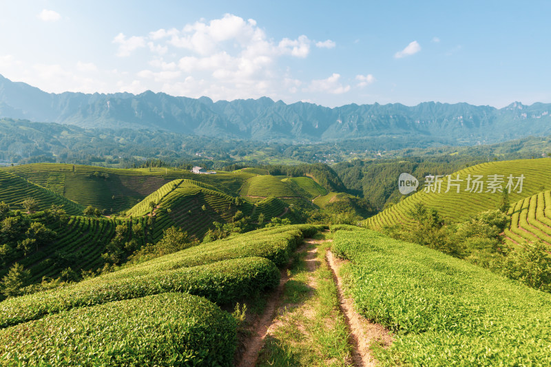 湖北恩施鹤峰茶山