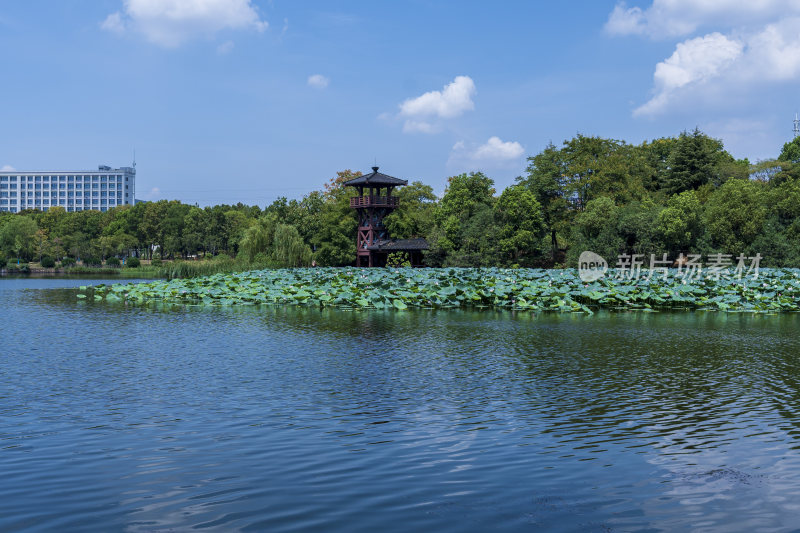 武汉蔡甸汤湖公园生态园林风景