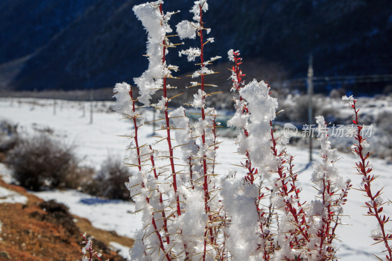 中国西藏地区冬季雾凇及雪绒花