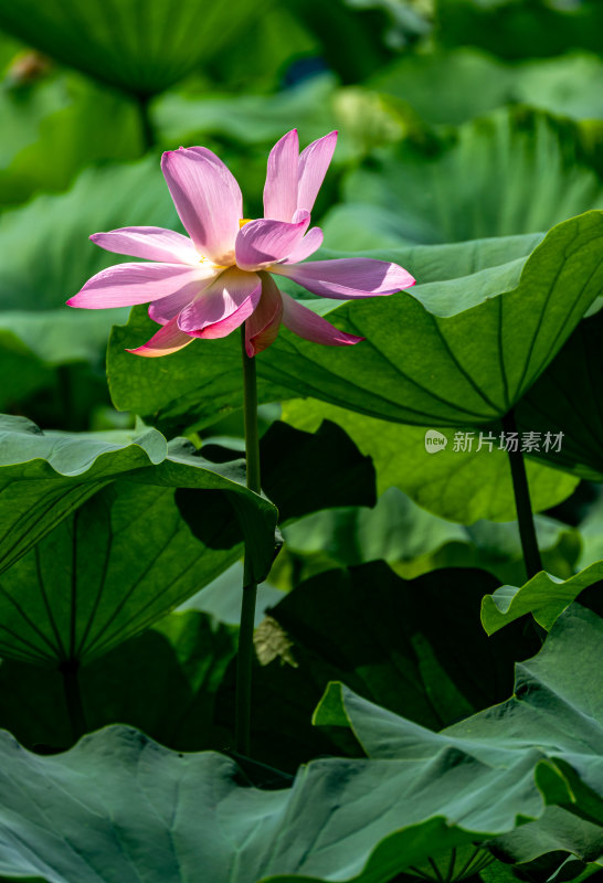 夏天的南京玄武湖自然景观与荷花