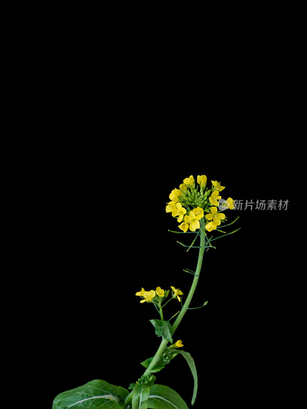 黑色背景上的一朵春天鲜花油菜花