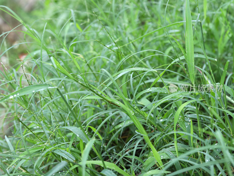 满屏的春天绿色植物草的背景图