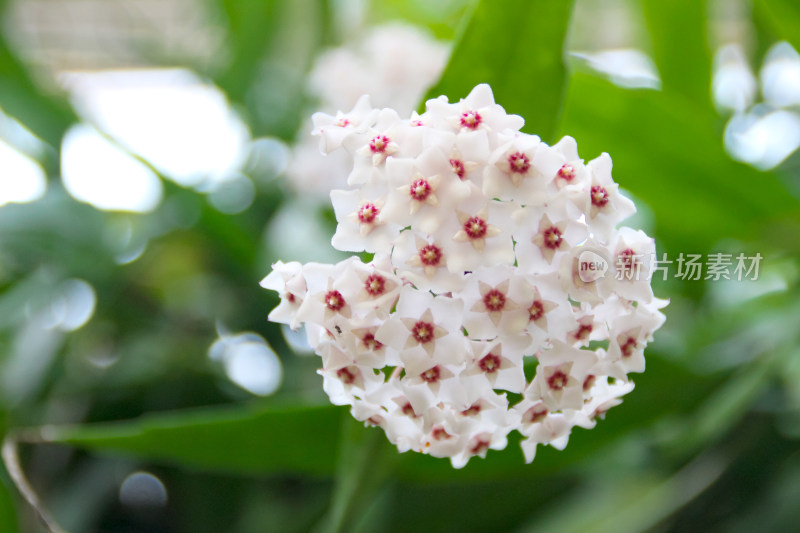 绿叶白花球兰