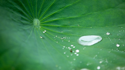 高清荷叶水珠露水