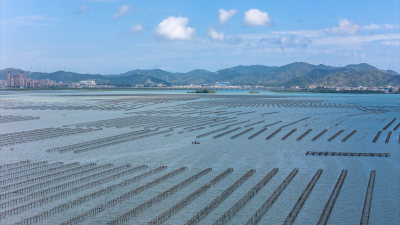 惠州盐洲岛生蚝养殖场航拍