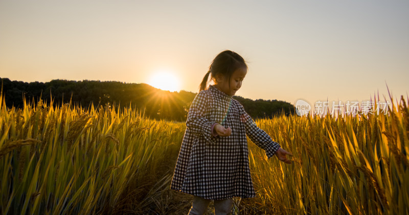 小女孩夕阳下漫步稻田