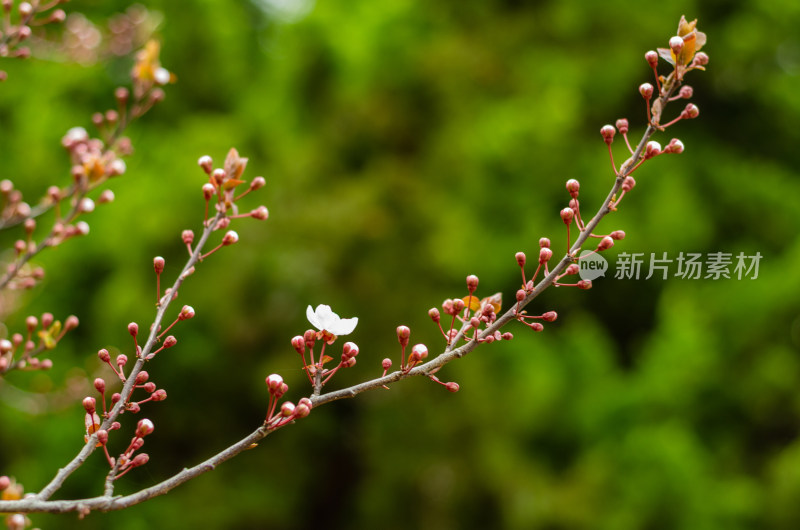 立春时节，长出花芽的紫叶李