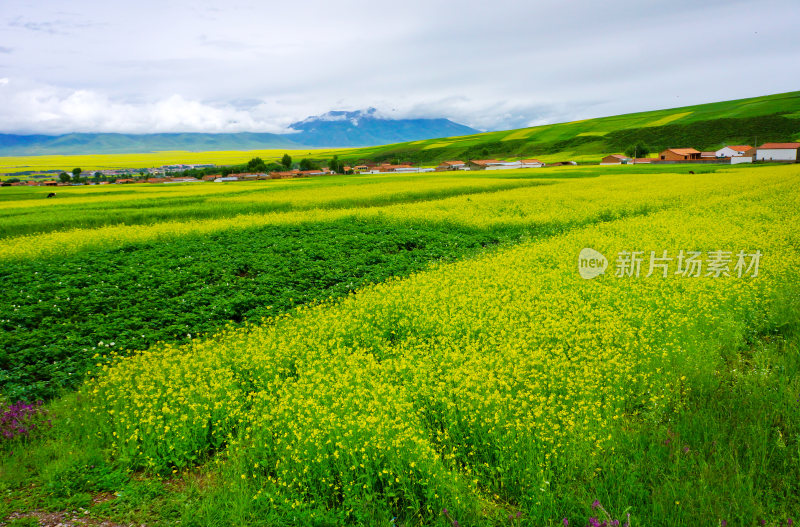 甘肃门源油菜花海