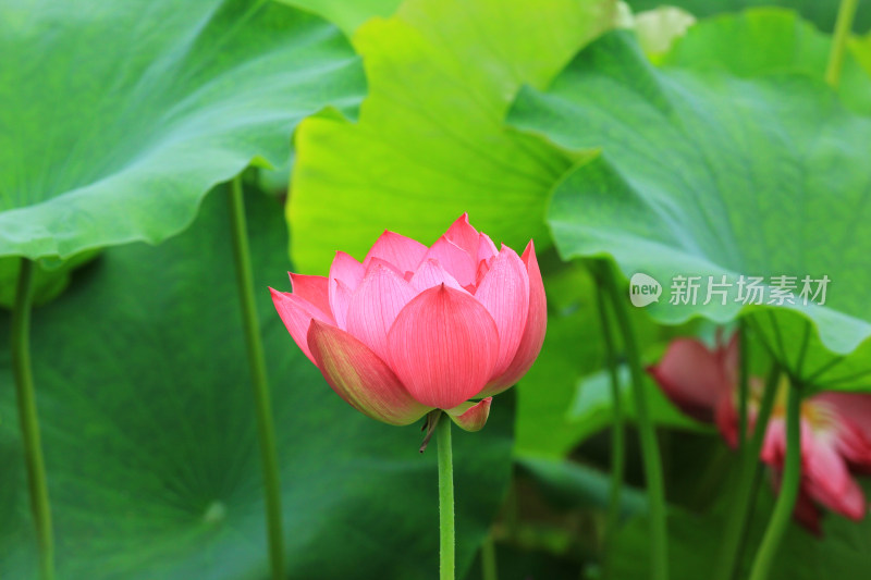 雨后清新的荷花