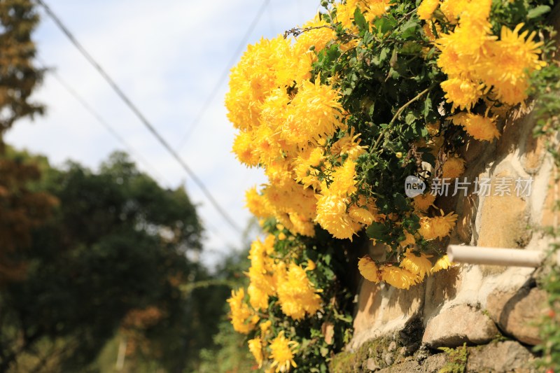 黄花的菊花野外特写