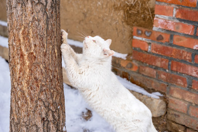 猫在树干上磨爪子