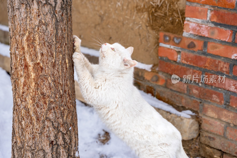 猫在树干上磨爪子