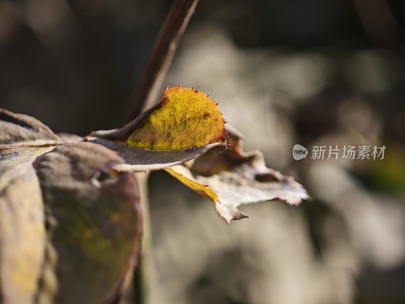 带刺植物上带有枯黄斑点的叶片