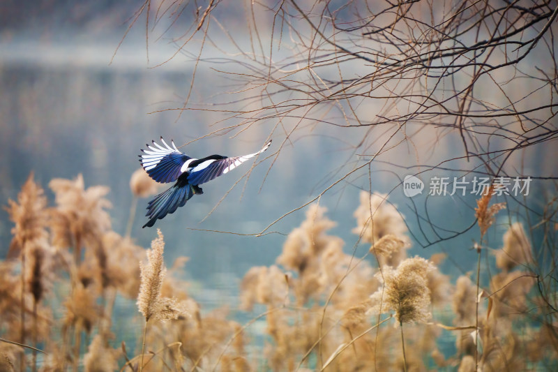 芦苇丛上空飞翔的喜鹊