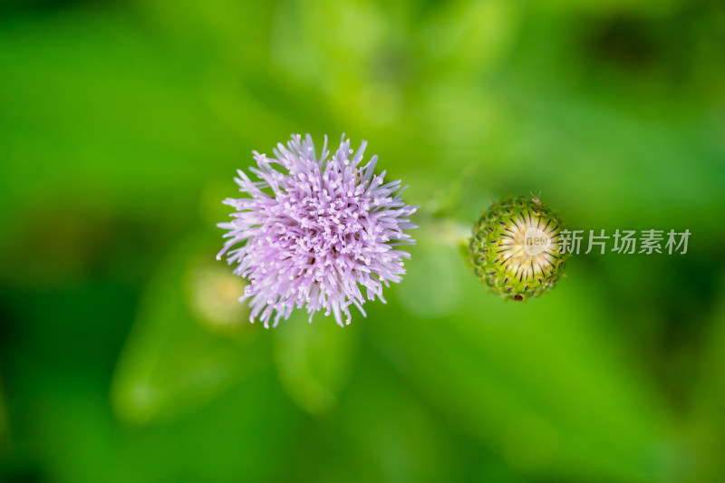 春天野外的小蓟草开花