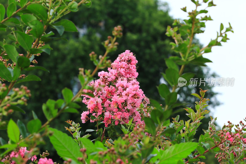 夏日盛开的紫薇花