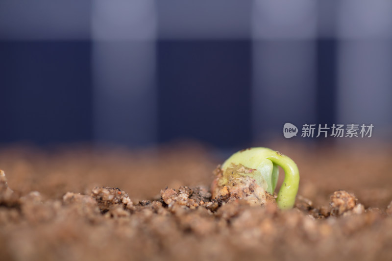 太阳能板背景前的土壤里长出绿芽