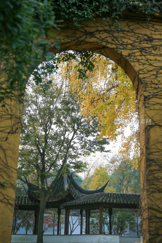 寺庙古银杏 苏州治平寺