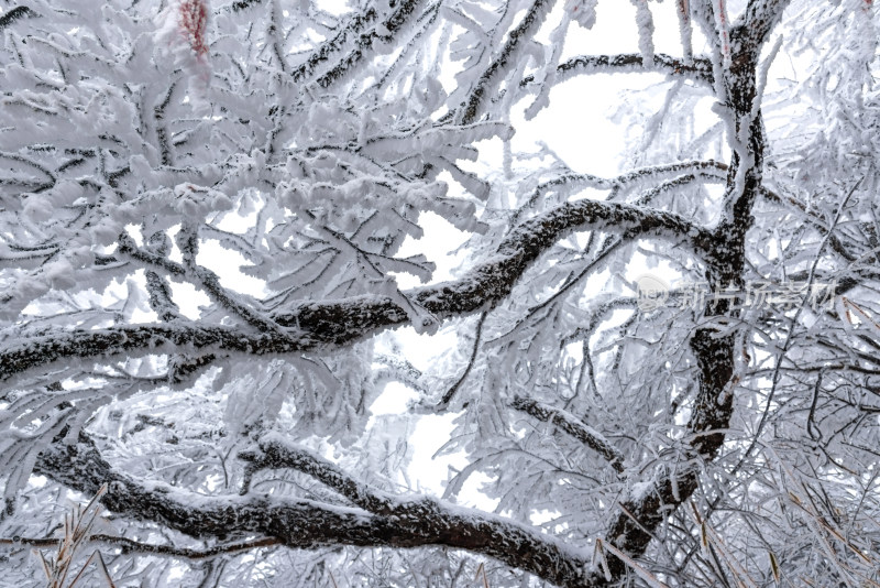 寒冷冬天雪后树枝冰挂