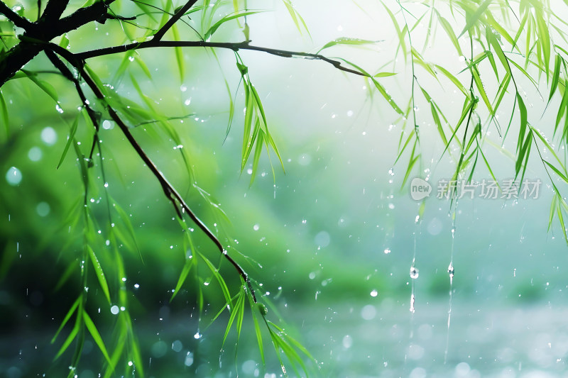 雨水背景自然风景植物