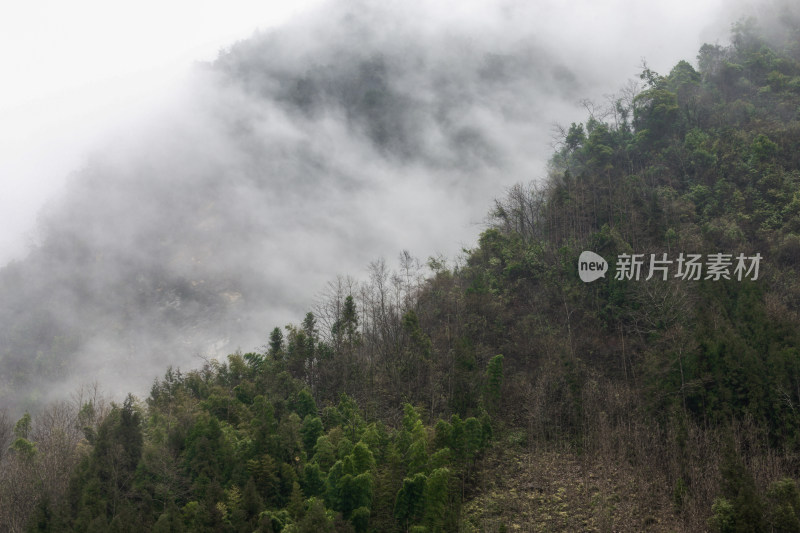 雾气弥漫的茂密森林