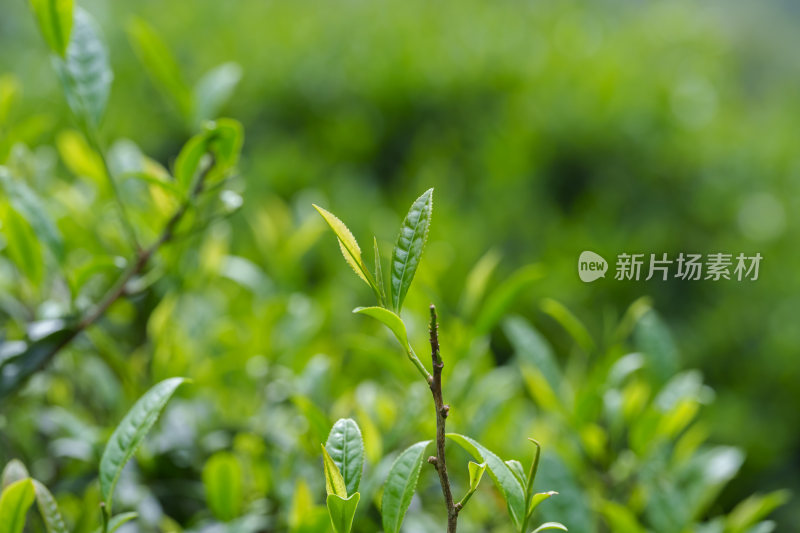 茶园茶叶茶树茶芽茶文化