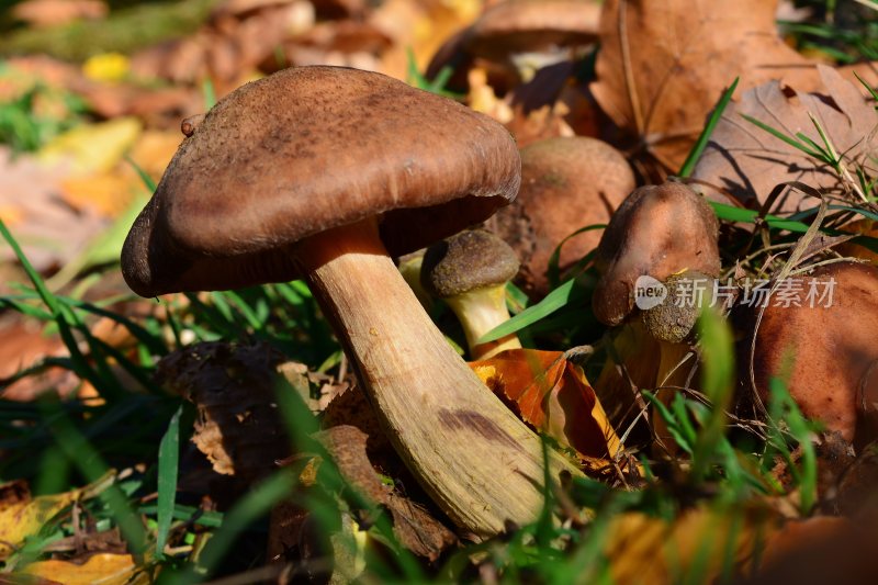 野生菌蘑菇生长环境菌类山菌