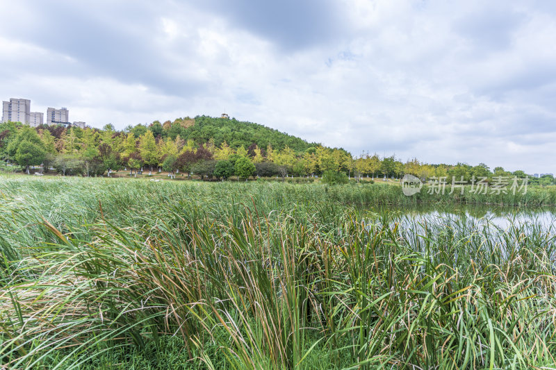 武汉江夏区藏龙岛国家湿地公园风景