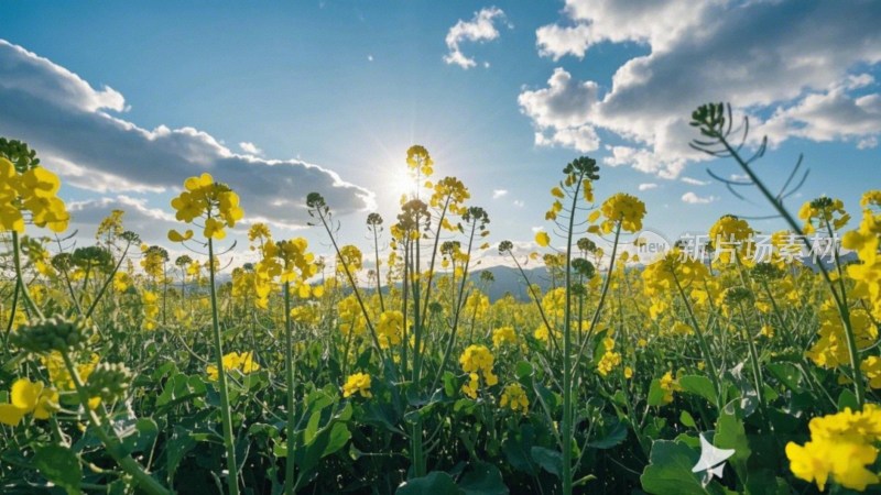 油菜花田与天空