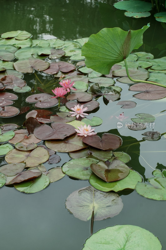 北京国家植物园睡莲