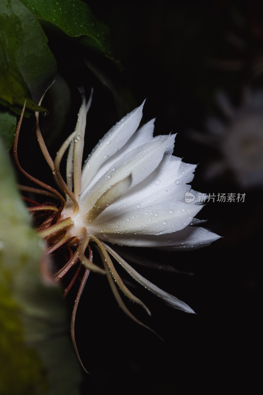 雨夜昙花开放特写镜头