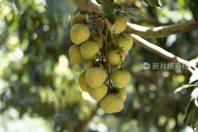 水果荔枝