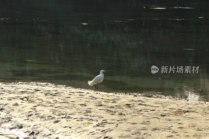 冬天河边捕食的白鹭