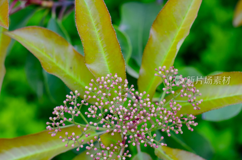 俯拍一束石楠花花苞