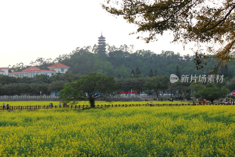 广东东莞：莲湖风景区油菜花田