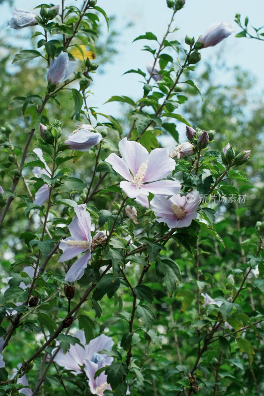 北京圆明园木槿花