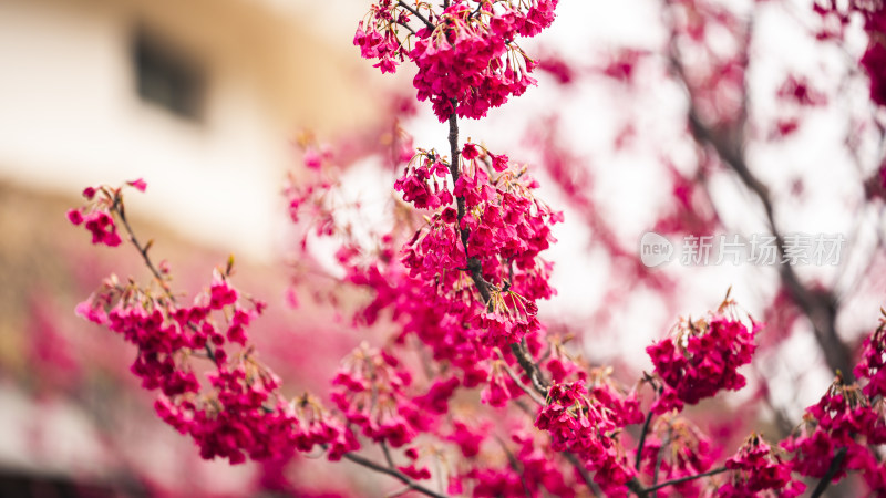 盛开的粉红色花朵特写