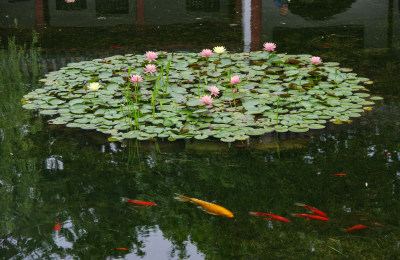 莲花池盛开莲花