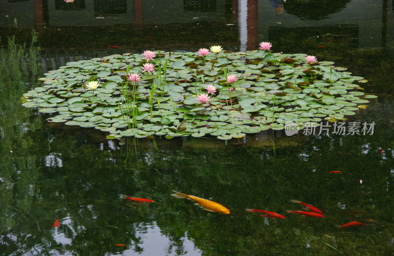 莲花池盛开莲花