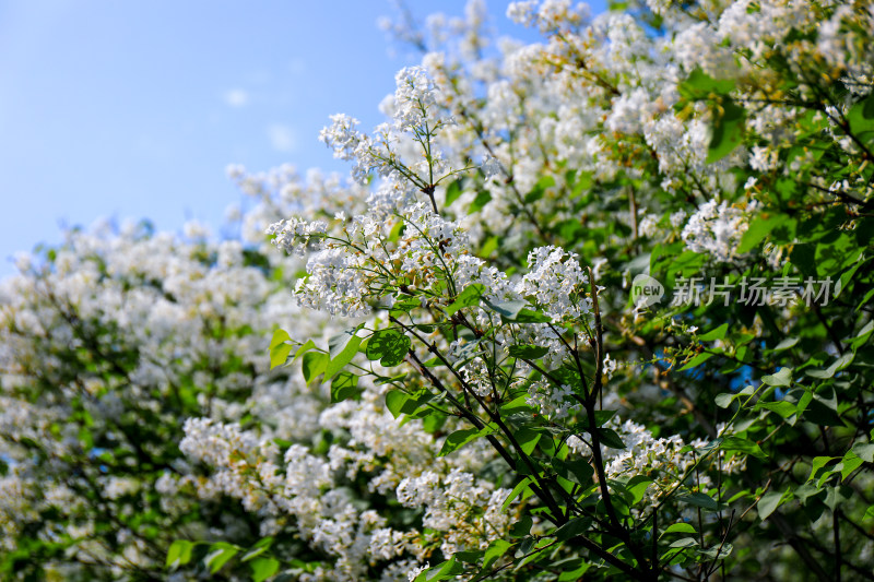 白色丁香花