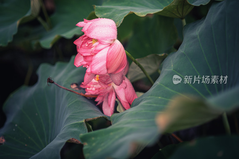 夏天雨后的荷花挂满水珠