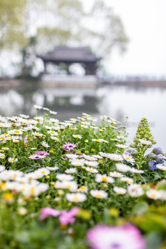 杭州西湖景区盛开的鲜花