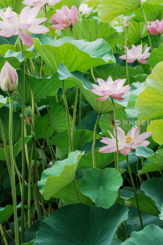 北京圆明园荷花